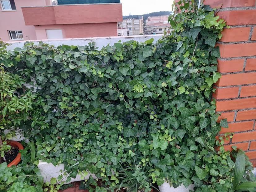 Atico Isaac Albeniz Apartamento La Pineda Exterior foto